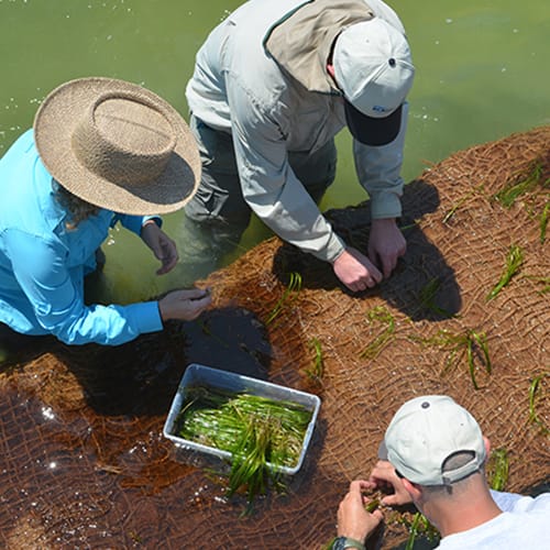 Coir Revegetation Pillow